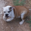 English Bulldog - puppy for sale - YUMBO 2