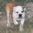 English Bulldog - puppy for sale - YUMBO 3