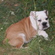 English Bulldog - puppy for sale - YUMBO 4