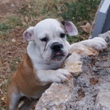 English Bulldog - puppy for sale - YUMBO 5