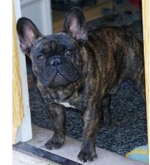 French Bulldog - stud servise - ARMIN 1