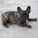 French Bulldog - stud servise - ARMIN 2