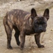 French Bulldog - stud servise - ARMIN 3