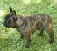 French Bulldog - stud servise - ARMIN 5