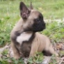 francuski buldog - muško štene na prodaju - MALCOLM 5