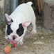 francuski buldog - muško štene na prodaju - MERCURY 10