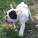 francuski buldog - muško štene na prodaju - MERCURY 3
