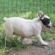 francuski buldog - muško štene na prodaju - MERCURY 4
