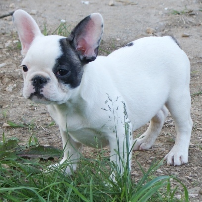 francuski buldog - muško štene na prodaju - MICKEY MAUS 