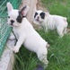 francuski buldog - muško štene na prodaju - MICKEY MAUS 10
