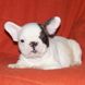 francuski buldog - muško štene na prodaju - MICKEY MAUS 2