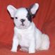 francuski buldog - muško štene na prodaju - MICKEY MAUS 3