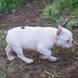 francuski buldog - muško štene na prodaju - MICKEY MAUS 5