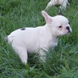 francuski buldog - muško štene na prodaju - MICKEY MAUS 6