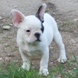 francuski buldog - muško štene na prodaju - MICKEY MAUS 7