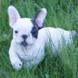 francuski buldog - muško štene na prodaju - MICKEY MAUS 8