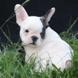 francuski buldog - muško štene na prodaju - MICKEY MAUS 9