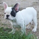 francuski buldog - muško štene na prodaju - MICKEY MAUS 1