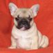 francuski buldog - zensko štene na prodaju - MONA LISA 2