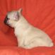 francuski buldog - zensko štene na prodaju - MONA LISA 3