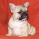 francuski buldog - zensko štene na prodaju - MONA LISA 4