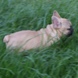 francuski buldog - zensko štene na prodaju - MONA LISA 5