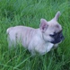 francuski buldog - zensko štene na prodaju - MONA LISA 6