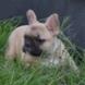 francuski buldog - zensko štene na prodaju - MONA LISA 7
