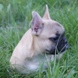 francuski buldog - zensko štene na prodaju - MONA LISA 9