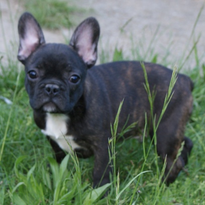 francuski buldog - muško štene na prodaju - MALCOLM 