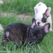 francuski buldog - muško štene na prodaju - MALCOLM 10