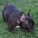 francuski buldog - muško štene na prodaju - MALCOLM 2