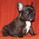 francuski buldog - muško štene na prodaju - MALCOLM 4