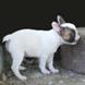 francuski buldog - muško štene na prodaju - MYSTIC 3