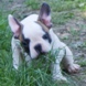 francuski buldog - muško štene na prodaju - MYSTIC 4