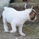 francuski buldog - muško štene na prodaju - MYSTIC 7