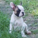 francuski buldog - muško štene na prodaju - MYSTIC 9