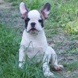 francuski buldog - muško štene na prodaju - MYSTIC 1