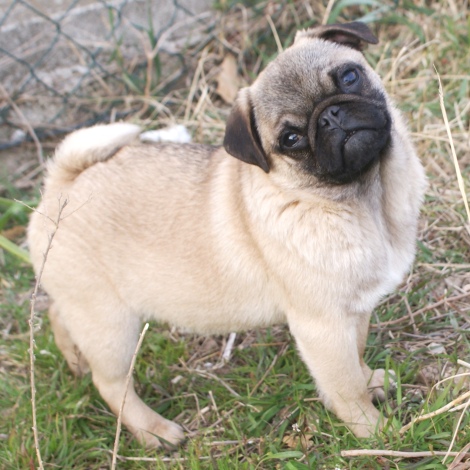 PUG - puppy for sale FLIRT 