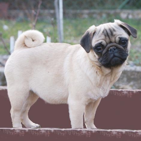 PUG - puppy for sale FLORA 