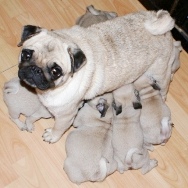 PUG - puppies for sale 