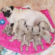 PUG - puppies for sale 2
