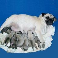 PUG - puppies for sale 3